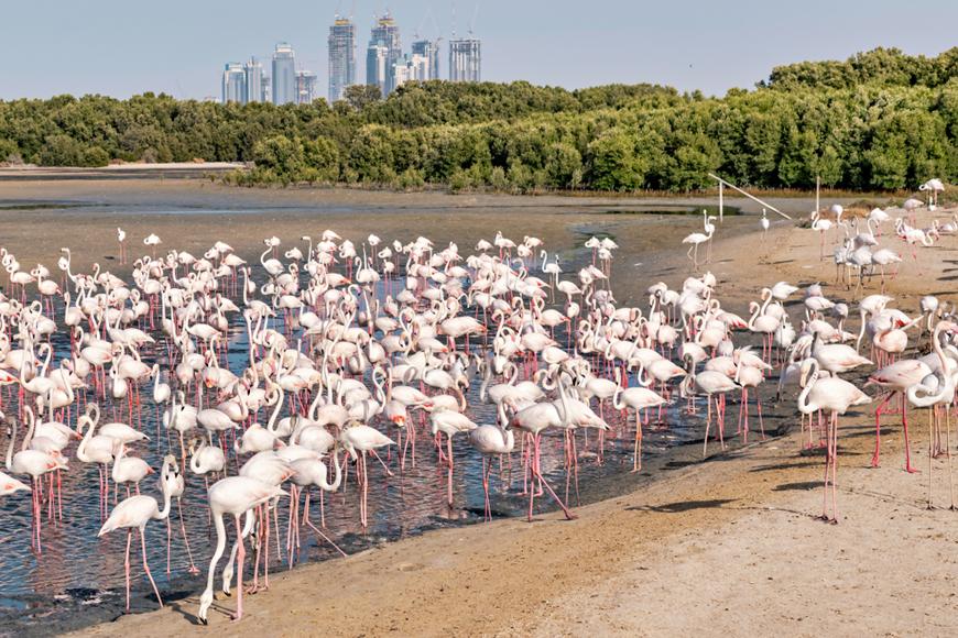 Ras al khor wildlife sanctuary как добраться